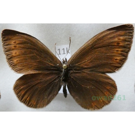 Erebia meta Staudinger, 1886 Kyrgyzstan11k